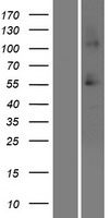 SRCRB4D (SSC4D) Human Over-expression Lysate