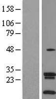 SLC35A4 Human Over-expression Lysate