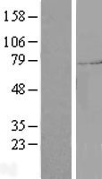 Granuphilin (SYTL4) Human Over-expression Lysate