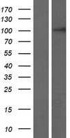RIPOR3 Human Over-expression Lysate