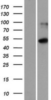 ISM1 Human Over-expression Lysate