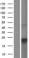 C20orf144 Human Over-expression Lysate