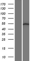 SRMS Human Over-expression Lysate