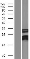 FAM210B Human Over-expression Lysate