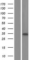 SPSB4 Human Over-expression Lysate