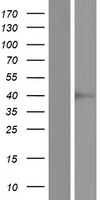 SPSB3 Human Over-expression Lysate