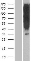 OR1K1 Human Over-expression Lysate