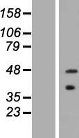 ASB5 Human Over-expression Lysate