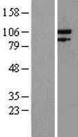 Exonuclease 1 (EXO1) Human Over-expression Lysate