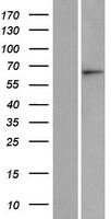 ASB15 Human Over-expression Lysate