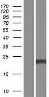 SNAP23 Human Over-expression Lysate
