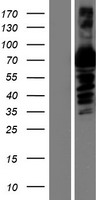 A1BG Human Over-expression Lysate