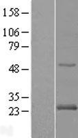 RAB24 Human Over-expression Lysate