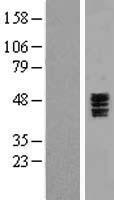 HTR3C Human Over-expression Lysate