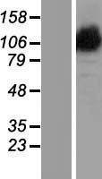 OPA1 Human Over-expression Lysate