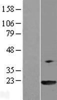 PPIL3 Human Over-expression Lysate