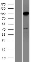 OTUD7A Human Over-expression Lysate