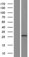 RAET1L Human Over-expression Lysate