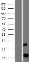 DYNLRB2 Human Over-expression Lysate