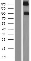 PTPRS Human Over-expression Lysate