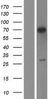 RAD17 Human Over-expression Lysate