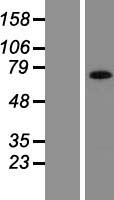 Angiomotin (AMOT) Human Over-expression Lysate