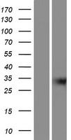 GIPC3 Human Over-expression Lysate