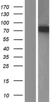 ZNF618 Human Over-expression Lysate