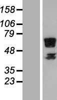 RSPRY1 Human Over-expression Lysate