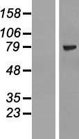 ZNF274 Human Over-expression Lysate
