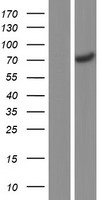 Synapsin I (SYN1) Human Over-expression Lysate