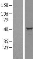 TADA3L (TADA3) Human Over-expression Lysate
