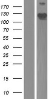 Phostensin (PPP1R18) Human Over-expression Lysate