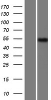 AMZ1 Human Over-expression Lysate