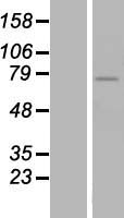 ZNF418 Human Over-expression Lysate