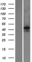 EMID2 (COL26A1) Human Over-expression Lysate