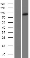 SHROOM1 Human Over-expression Lysate
