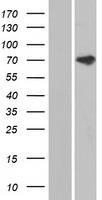 ANKS3 Human Over-expression Lysate