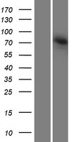 AGAP8 (AGAP4) Human Over-expression Lysate