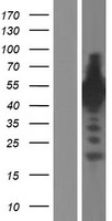 Synapsin III (SYN3) Human Over-expression Lysate
