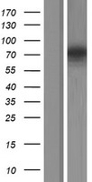Synapsin II (SYN2) Human Over-expression Lysate