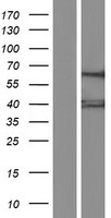 GTPBP3 Human Over-expression Lysate
