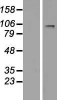 LARGE (LARGE1) Human Over-expression Lysate