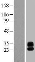 MPIG6B Human Over-expression Lysate