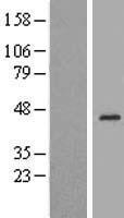 RHBL3 (RHBDL3) Human Over-expression Lysate