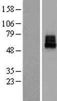 KCNK10 Human Over-expression Lysate