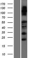 FAM83F Human Over-expression Lysate