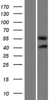 GLCCI1 Human Over-expression Lysate