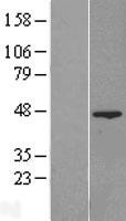 FAM54A (MTFR2) Human Over-expression Lysate
