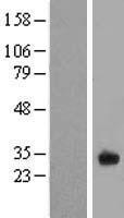 FAM125A (MVB12A) Human Over-expression Lysate